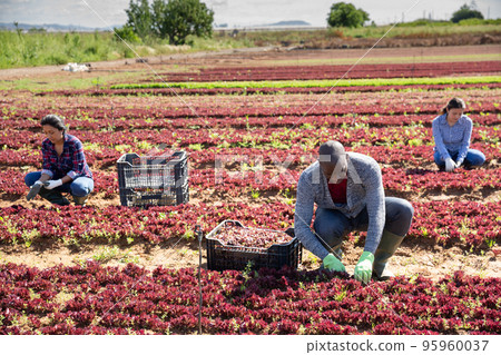 Three workers harvest red lettuce 95960037
