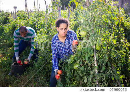 Female farm worker gathering crop of tomatoes Female farm worker gathering crop of tomatoes 95960053