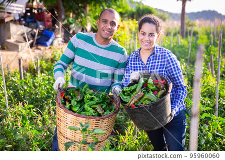 Successful farmer couple showing bell peppers crop Successful farmer couple showing bell peppers crop 95960060