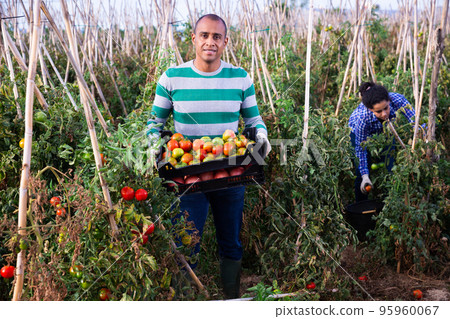 Hispanic gardener harvesting tomatoes in vegetable garden 95960067