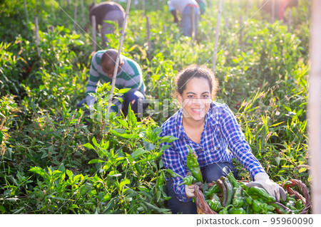 Female farmer collect harvest bell peppers on farm plantation 95960090