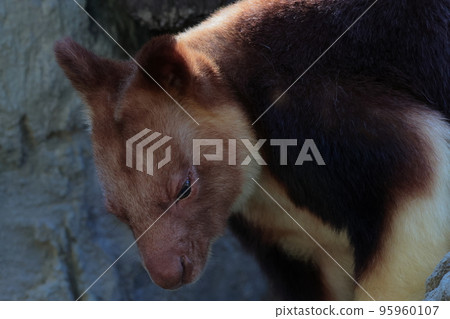 Sedge ki Novoli kangaroo Sedge ki Novoli kangaroo 95960107