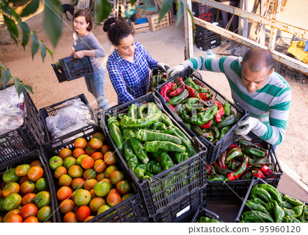 Man and woman load boxes of ripe bell peppers into the back of truck 95960120