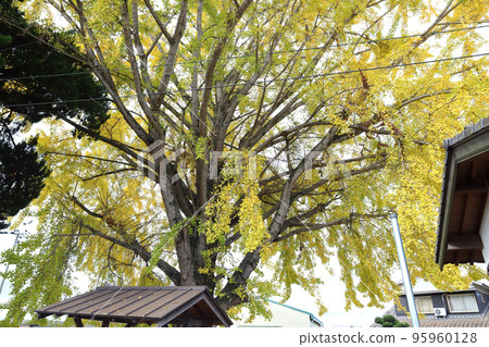 Great Ginkgo at Abiki Station on the Hojo Railway (Kasai City, Hyogo Prefecture) Great Ginkgo at Abiki Station on the Hojo Railway (Kasai City, Hyogo Prefecture) 95960128