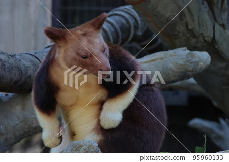 Sedge ki Novoli kangaroo 95960133