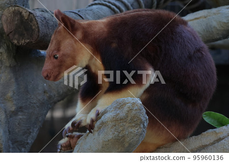 Sedge ki Novoli kangaroo Sedge ki Novoli kangaroo 95960136