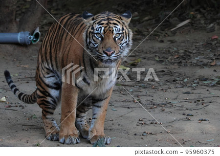Sumatran tiger 95960375