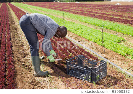 African American farmer harvesting red lettuce African American farmer harvesting red lettuce 95960382