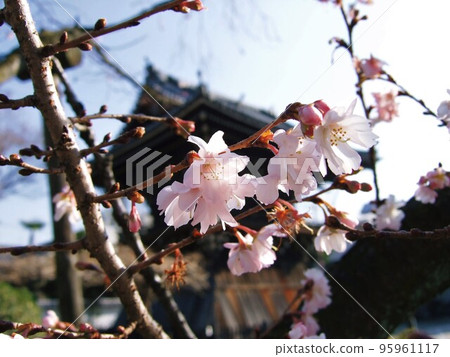Oeshiki cherry blossoms blooming at Myorenji Temple in Kyoto 95961117