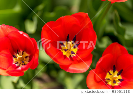 Spring sunshine and red tulips 95961118
