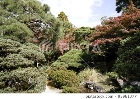 京都皇宮的Oike花園 95961377