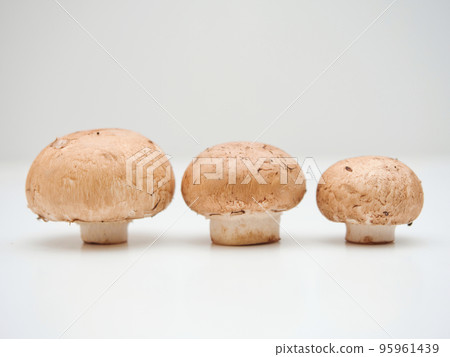 棕色蘑菇 95961439