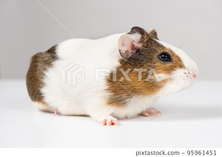 A small guinea pig aged 2 months sits on a white background A small guinea pig aged 2 months sits on a white background 95961451