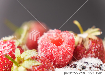Raspberries, strawberries and blackberries sprinkled with sugar, close-up. 95961504