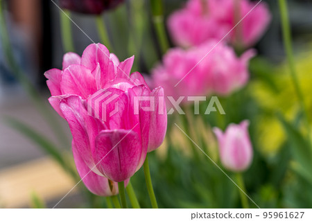 Spring-colored tulips on the street corner Spring-colored tulips on the street corner 95961627