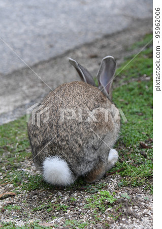 Cute rabbits of Okunoshima Cute rabbits of Okunoshima 95962006