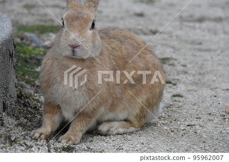 Cute rabbits of Okunoshima 95962007