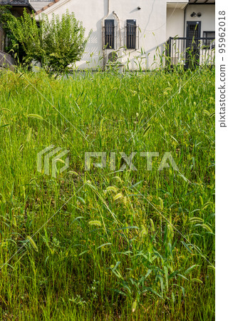 grassy vacant lot 95962018