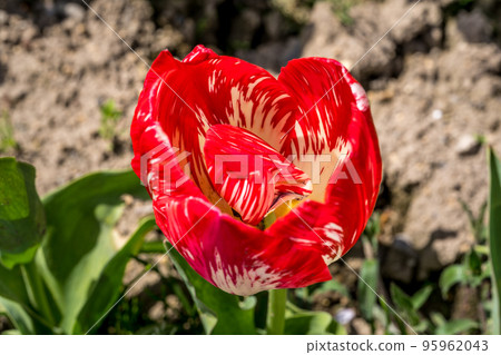 A single tulip ~ red and white marble color A single tulip ~ red and white marble color 95962043