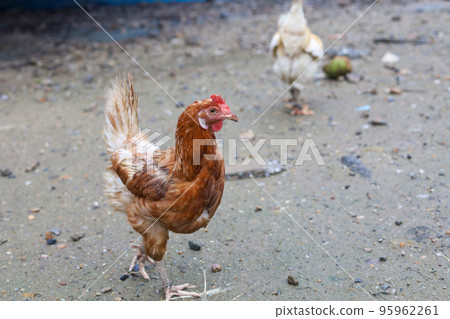 The Rhode Island red hen is stay and relax in asia farm garden The Rhode Island red hen is stay and relax in asia farm garden 95962261