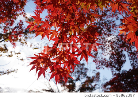 丹澤湖的紅葉 4 丹澤湖的紅葉 4 95962397