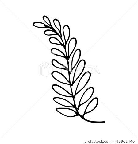 Vector branch and leave. Hand drawn floral elements. Vintage botanical doodle illustrations. 95962440