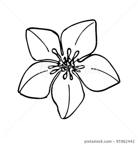 Vector monochrome floral doodles. Sketch in black and white for coloring book, textile, wrapping paper, etc. Vector monochrome floral doodles. Sketch in black and white for coloring book, textile, wrapping paper, etc. 95962442