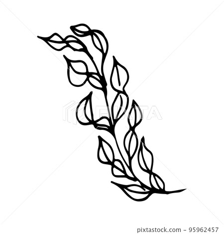 Vector branch and leave. Hand drawn floral elements. Black outline plant on white background. Vintage botanical doodle illustrations. 95962457