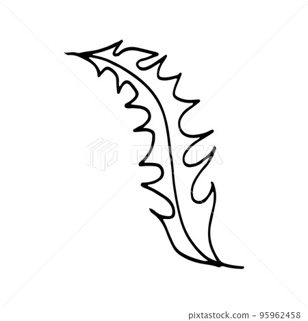 Vector branch and leave. Hand drawn floral elements. Black outline plant on white background. Vintage botanical doodle illustrations. 95962458
