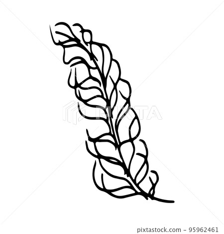 Vector branch and leave. Hand drawn floral elements. Black outline plant on white background. Vintage botanical doodle illustrations. 95962461