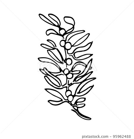 Vector branch and leave. Hand drawn floral elements. Black outline plant on white background. Vintage botanical doodle illustrations. Vector branch and leave. Hand drawn floral elements. Black outline plant on white background. Vintage botanical doodle illustrations. 95962488