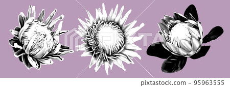 A set of protea and artichoke flowers. graphic engraving realistic illustration of tropical flowers 95963555