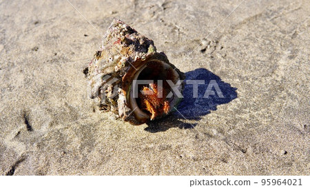 A hermit crab with turban shells at the beach of the sea 95964021