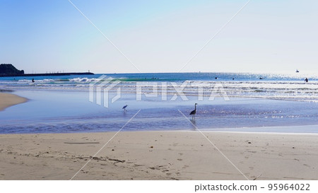 birds hunting in the sea 95964022
