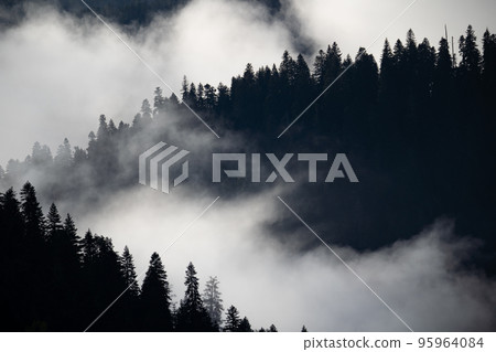 Misty landscape with fir forest in hipster vintage retro style 95964084