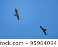 Griffon Vulture (Gyps fulvus), Crete 95964094