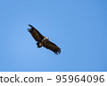 Griffon Vulture (Gyps fulvus), Crete 95964096