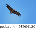 Griffon Vulture (Gyps fulvus), Crete 95964120