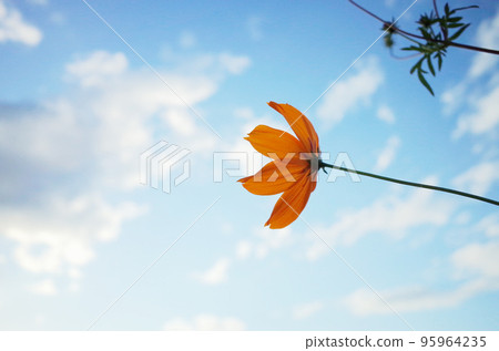 Yellow flower Cosmos and sky 95964235