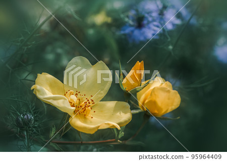 黃玫瑰花特寫 95964409