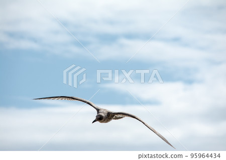 Light brown baby seagull flying gracefully in the sky Light brown baby seagull flying gracefully in the sky 95964434