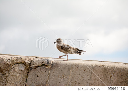 A light brown baby seagull resting on a stone block on the beach at the coast of Hastings on the outskirts of London 95964438
