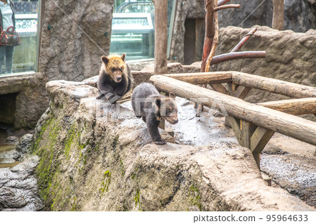 Hokkaido Noboribetsu Bear Farm Hokkaido Noboribetsu Bear Farm 95964633