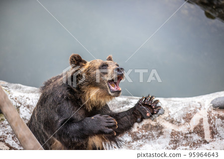 Hokkaido Noboribetsu Bear Farm 95964643