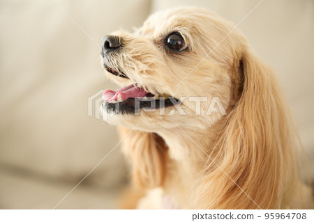 Living with dogs 95964708