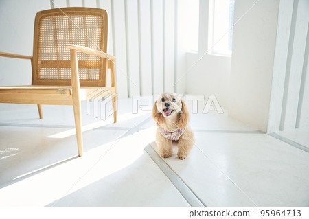 Living with dogs 95964713