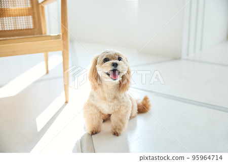 Living with dogs 95964714