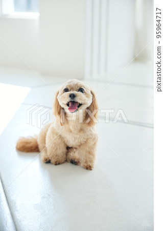 Living with dogs 95964717