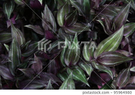 tradescantia zebrina tradescantia zebrina 95964980