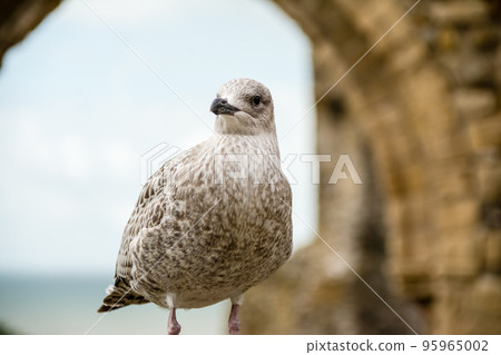 Baby seagulls, still light brown, standing in a historic stone building near the sea 95965002